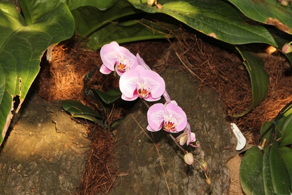 Phalaenopsis   038.jpg